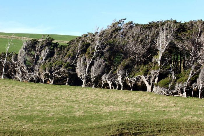 Windswept Trees, Slope Point, South Island, New Zealand