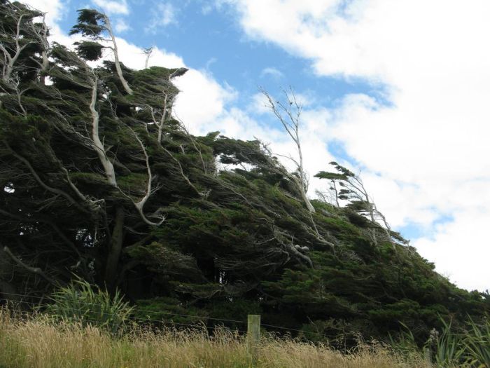 Windswept Trees, Slope Point, South Island, New Zealand