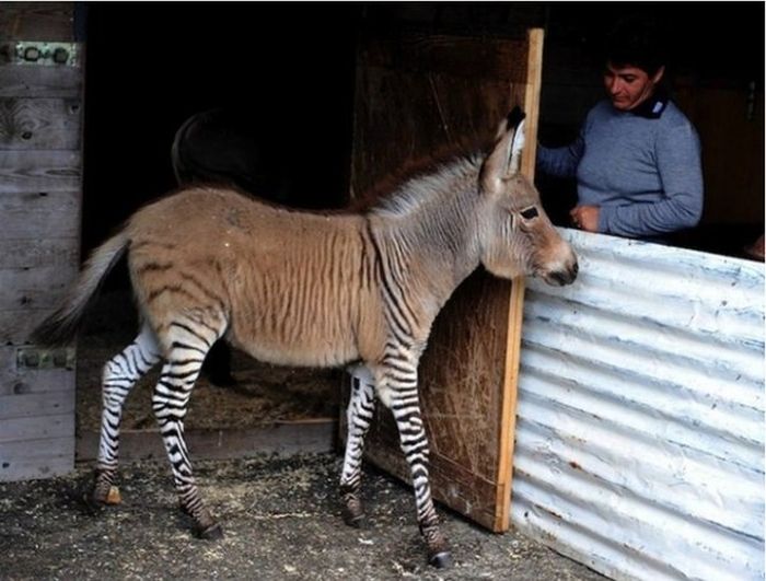 zonkey, zebra donkey hybrid
