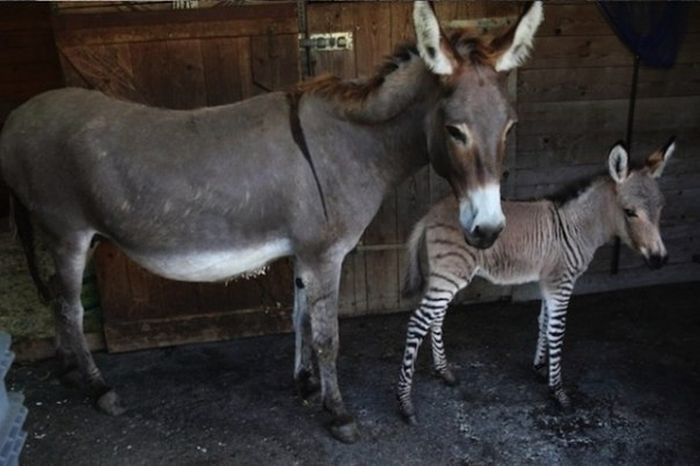 zonkey, zebra donkey hybrid