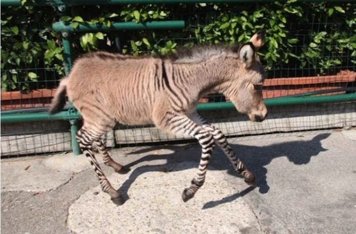 zonkey, zebra donkey hybrid