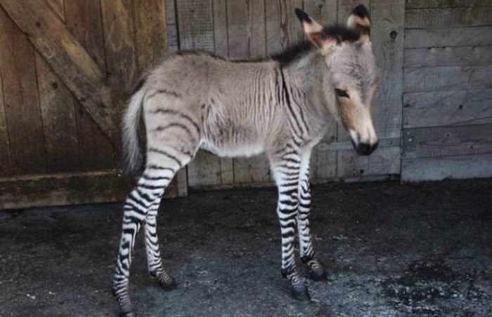 zonkey, zebra donkey hybrid