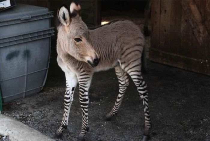 zonkey, zebra donkey hybrid