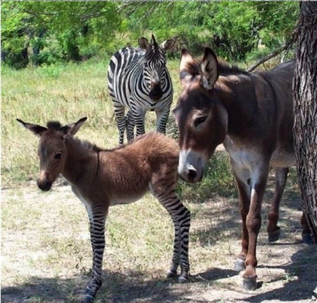 zonkey, zebra donkey hybrid