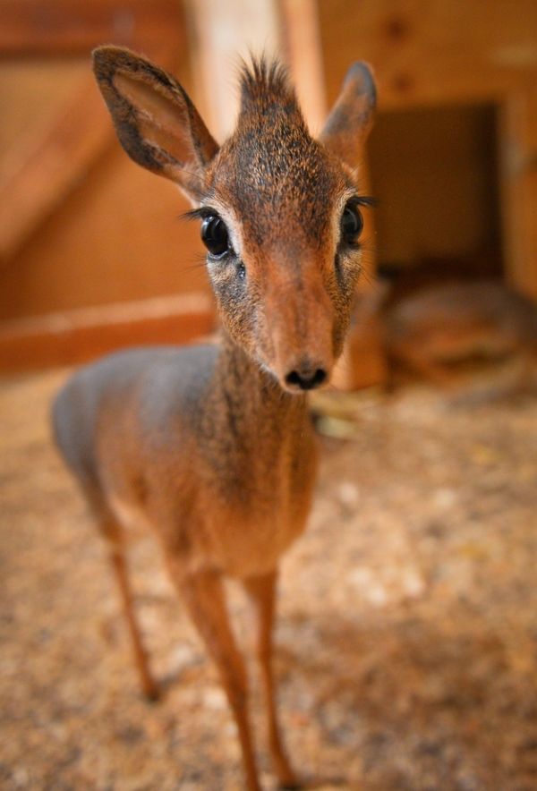 neo, dik-dik tiny antelope