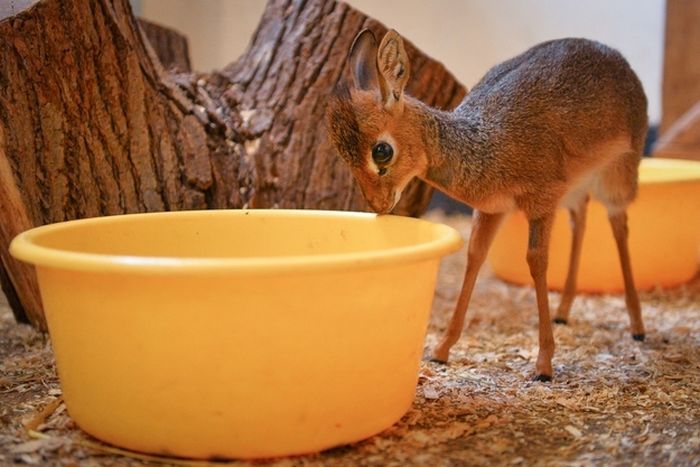 neo, dik-dik tiny antelope