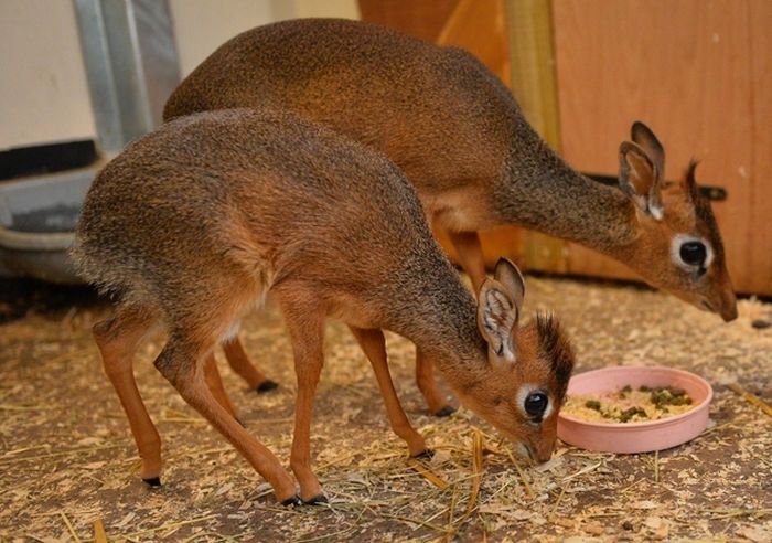 neo, dik-dik tiny antelope