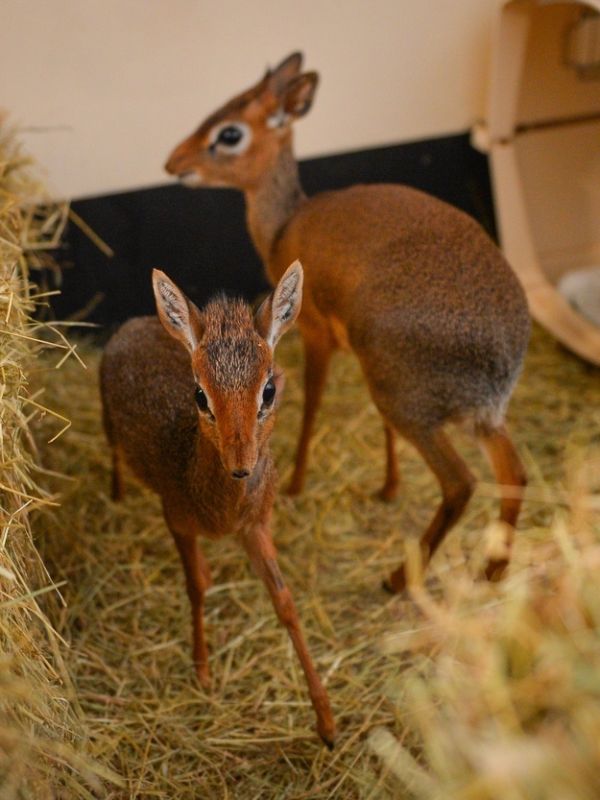 neo, dik-dik tiny antelope