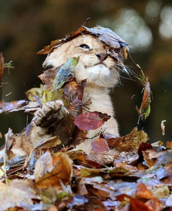 lion cub playing in autumn leaves