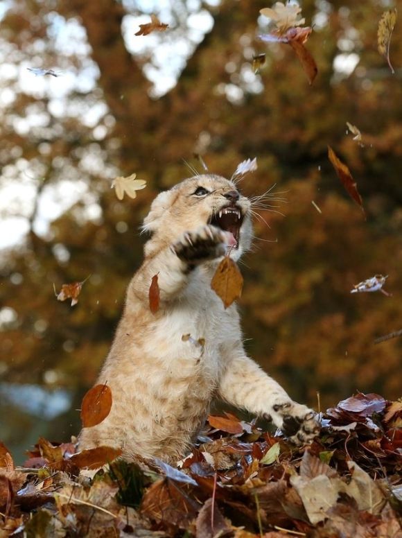 lion cub playing in autumn leaves