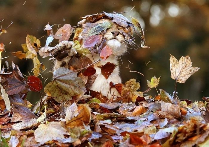 lion cub playing in autumn leaves