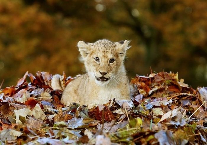 lion cub playing in autumn leaves