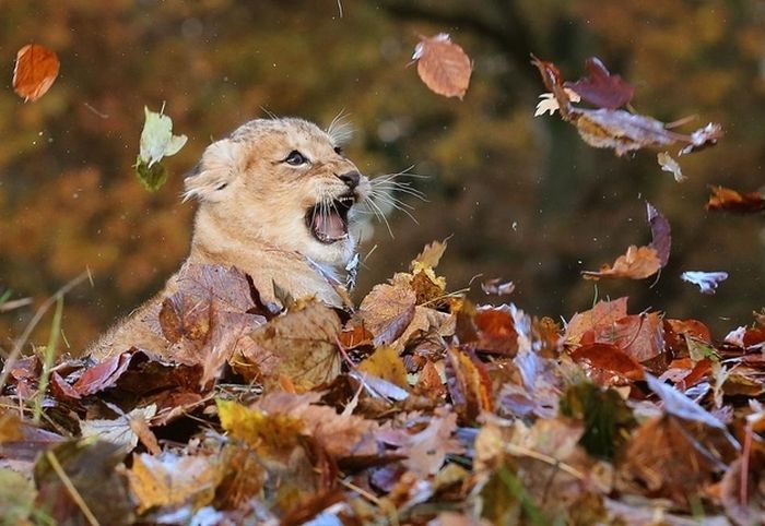 lion cub playing in autumn leaves