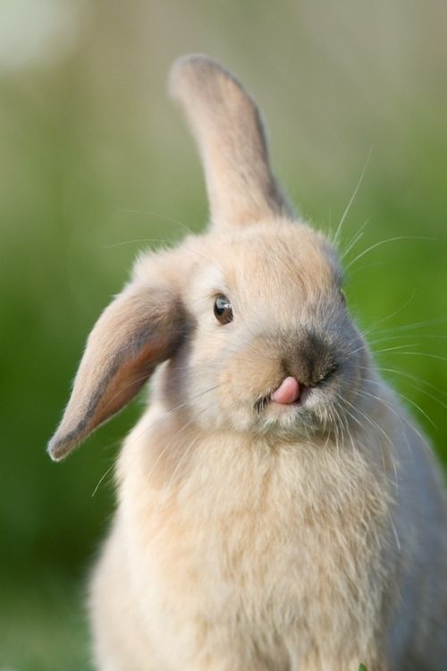 cute bunny rabbit