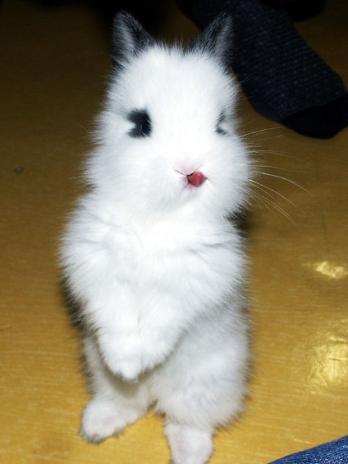 cute bunny rabbit