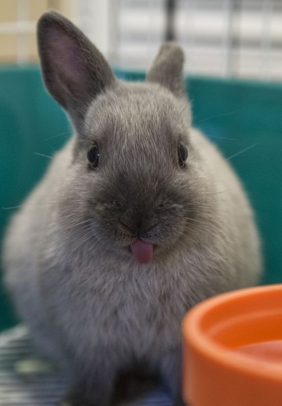 cute bunny rabbit