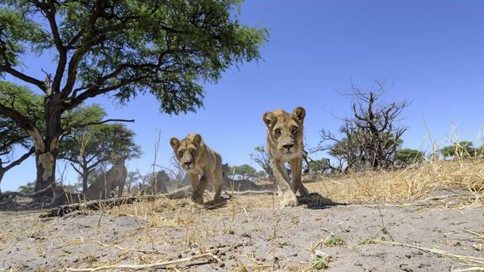 Close lions photos by Chris McLennan, Botswana