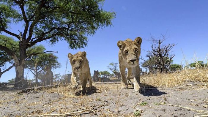 Close lions photos by Chris McLennan, Botswana