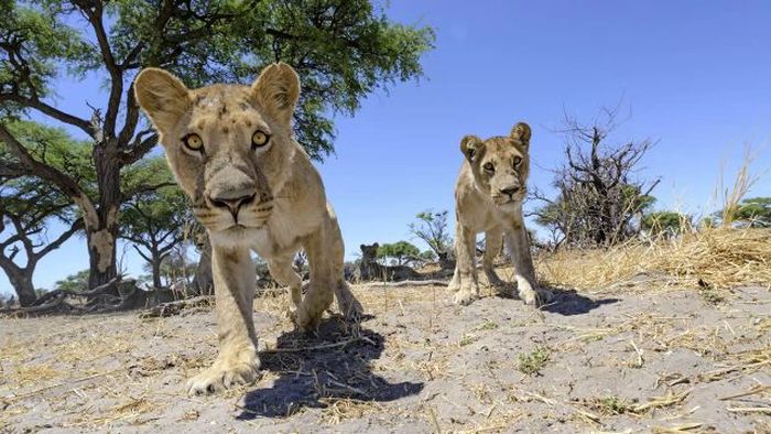 Close lions photos by Chris McLennan, Botswana