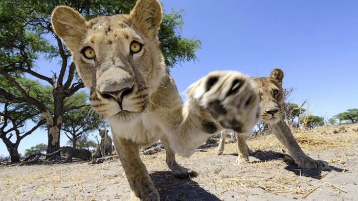 Close lions photos by Chris McLennan, Botswana