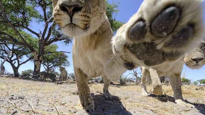 Close lions photos by Chris McLennan, Botswana