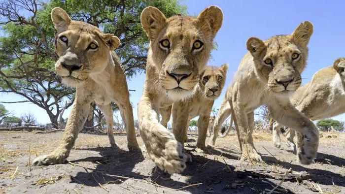 Close lions photos by Chris McLennan, Botswana