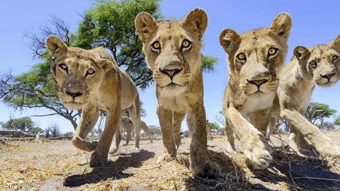 Close lions photos by Chris McLennan, Botswana