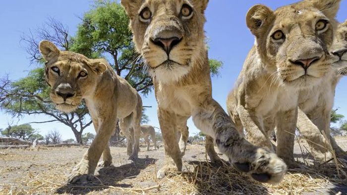 Close lions photos by Chris McLennan, Botswana