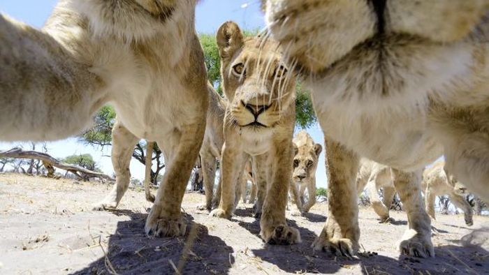 Close lions photos by Chris McLennan, Botswana