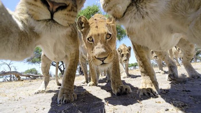 Close lions photos by Chris McLennan, Botswana