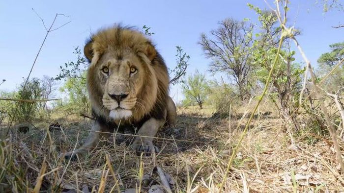 Close lions photos by Chris McLennan, Botswana