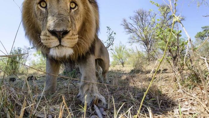 Close lions photos by Chris McLennan, Botswana