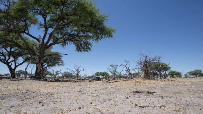 Close lions photos by Chris McLennan, Botswana