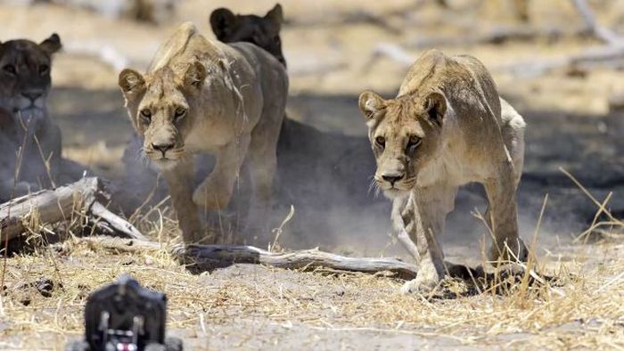 Close lions photos by Chris McLennan, Botswana