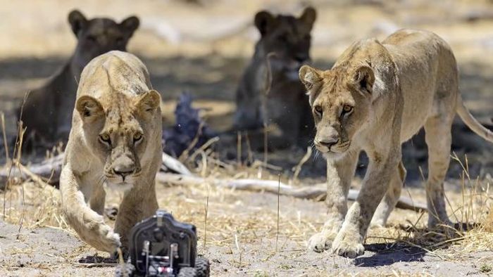 Close lions photos by Chris McLennan, Botswana