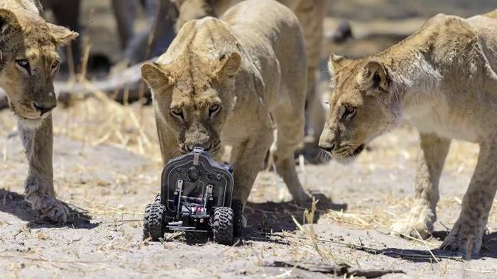 Close lions photos by Chris McLennan, Botswana