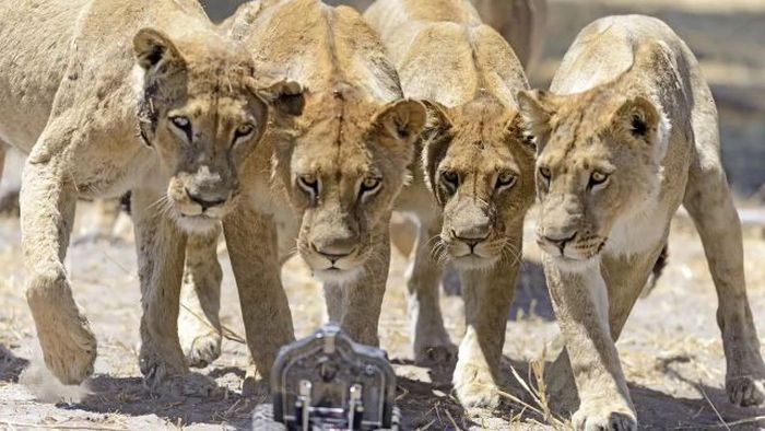 Close lions photos by Chris McLennan, Botswana