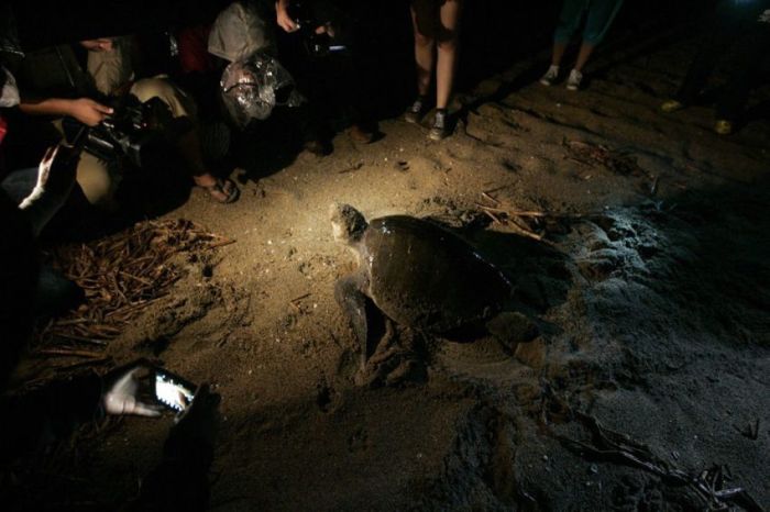saving baby turtles, rescue operation