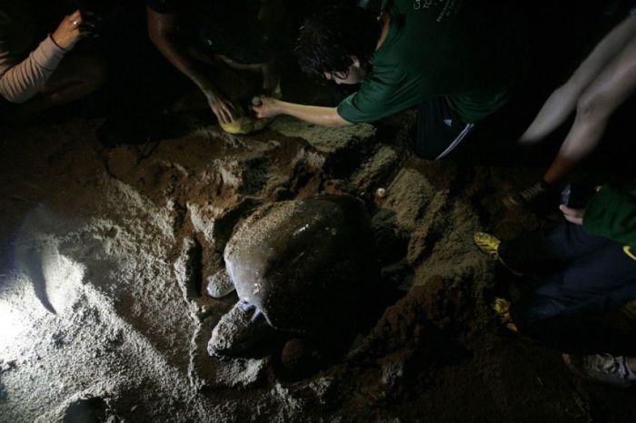 saving baby turtles, rescue operation