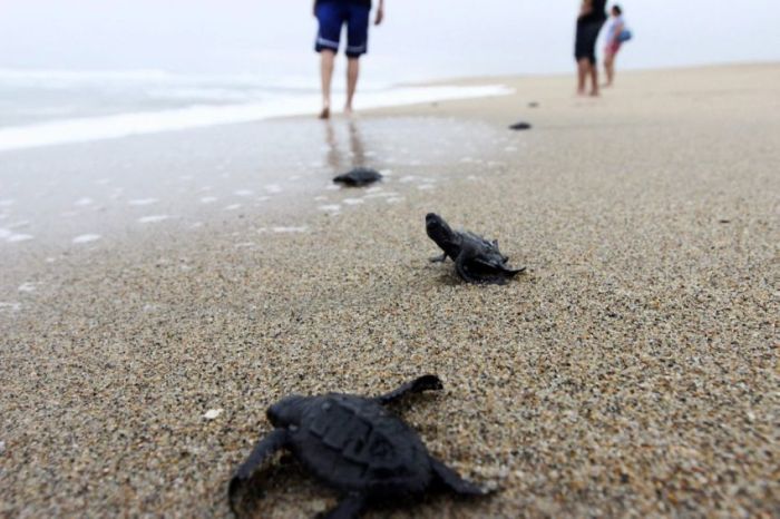 saving baby turtles, rescue operation