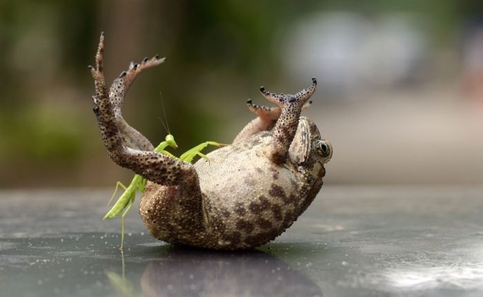 toad tickled by a praying mantis