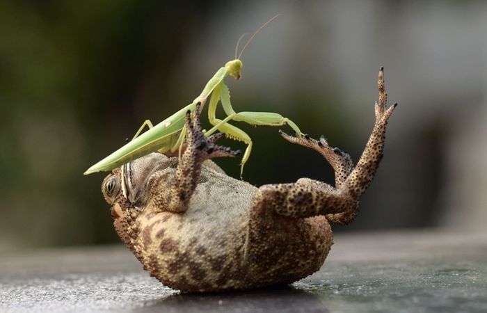 toad tickled by a praying mantis