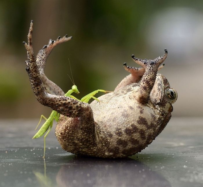 toad tickled by a praying mantis