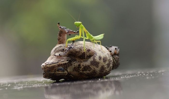 toad tickled by a praying mantis
