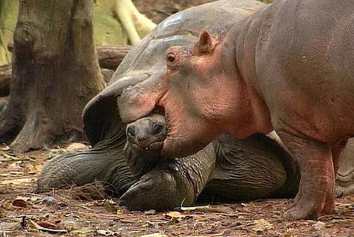 orphan hippo with a 130 years old tortoise