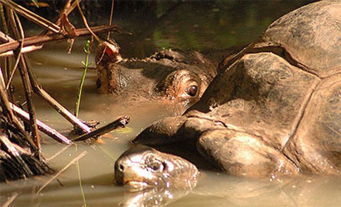 orphan hippo with a 130 years old tortoise