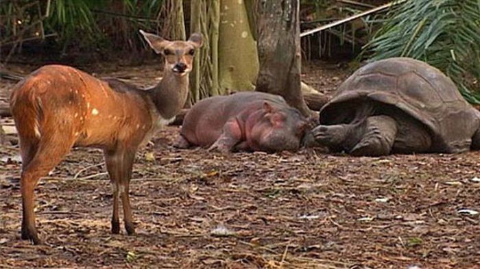 orphan hippo with a 130 years old tortoise