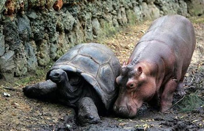 orphan hippo with a 130 years old tortoise