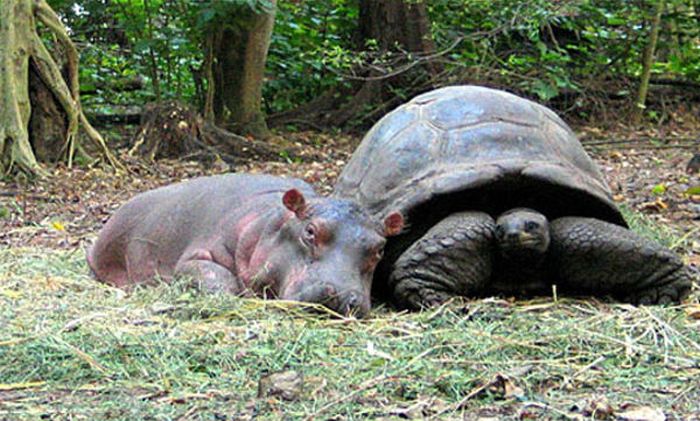 orphan hippo with a 130 years old tortoise