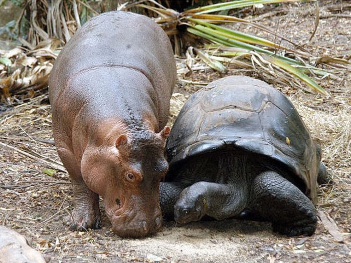 orphan hippo with a 130 years old tortoise